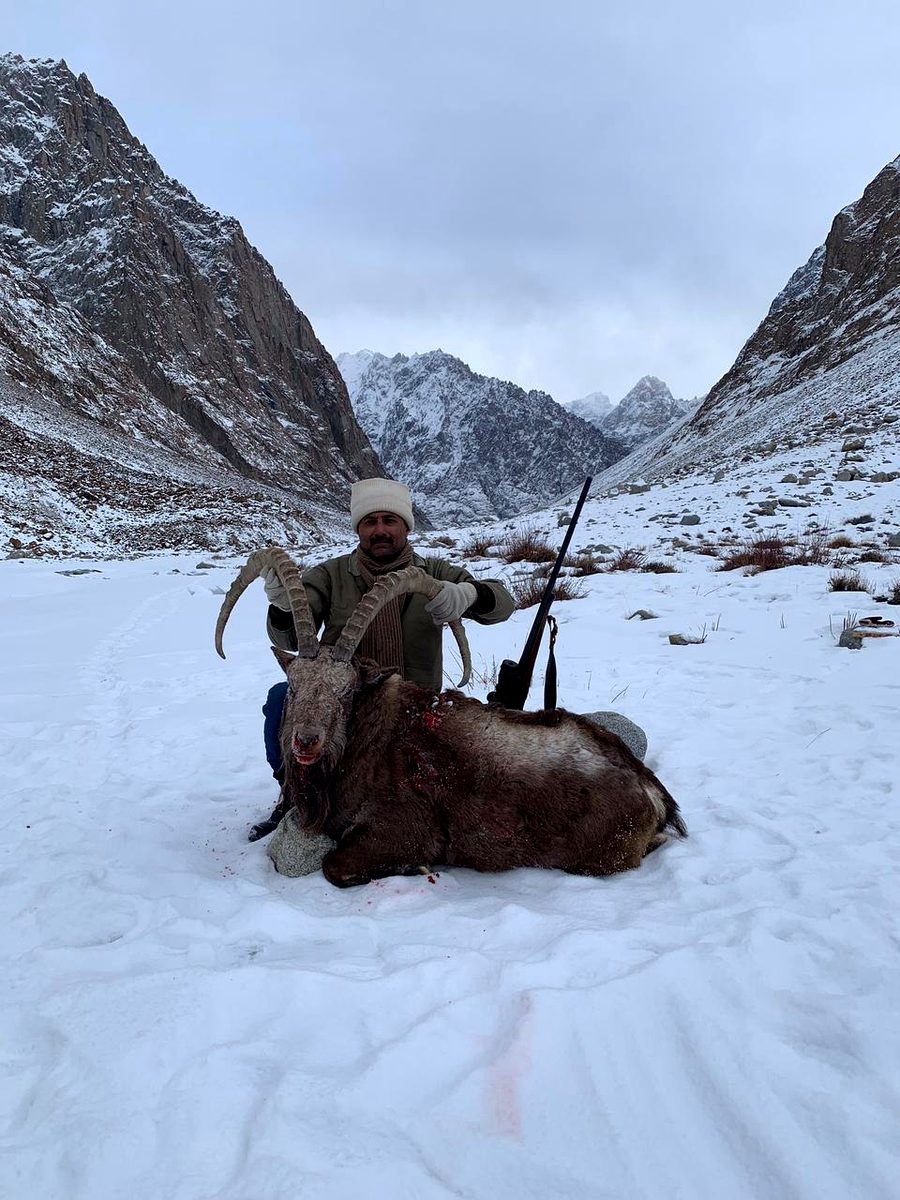 Above the snowline &mdash; a hard-won Himalayan ibex