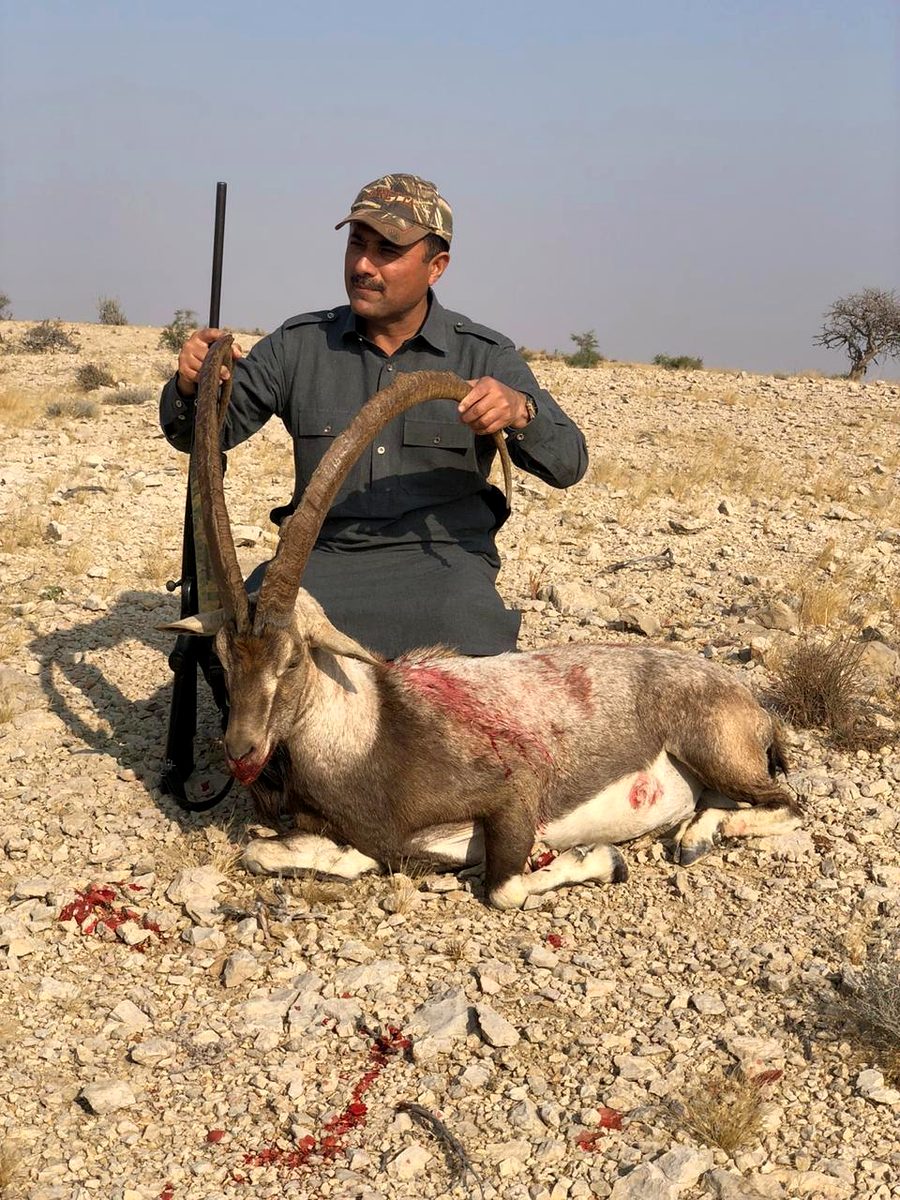 Fair chase in the desert hills &mdash; Sindh ibex